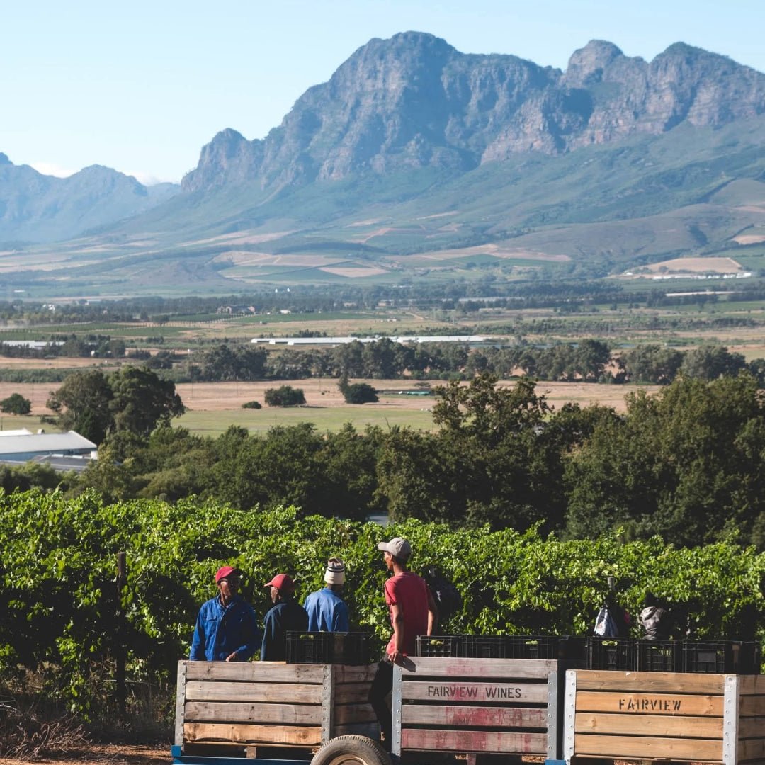 Fairview Pinotage - Latitude Wine & Liquor Merchant