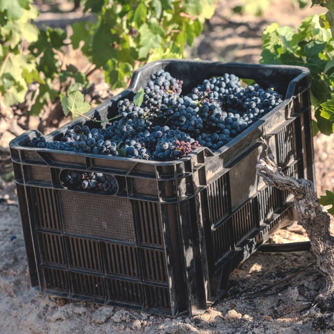 Fairview Pinotage - Latitude Wine & Liquor Merchant