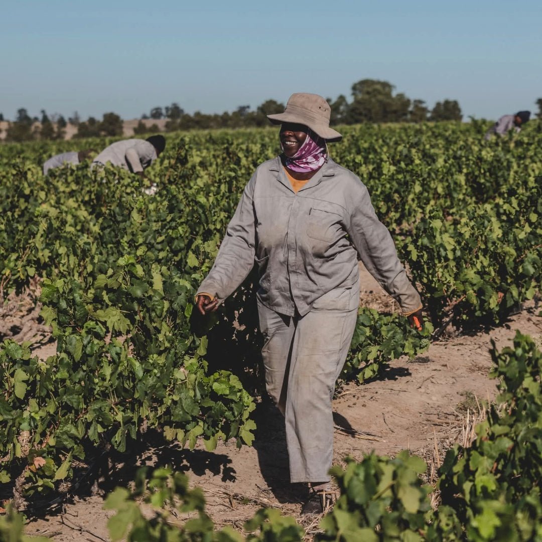 Fairview Pinotage - Latitude Wine & Liquor Merchant