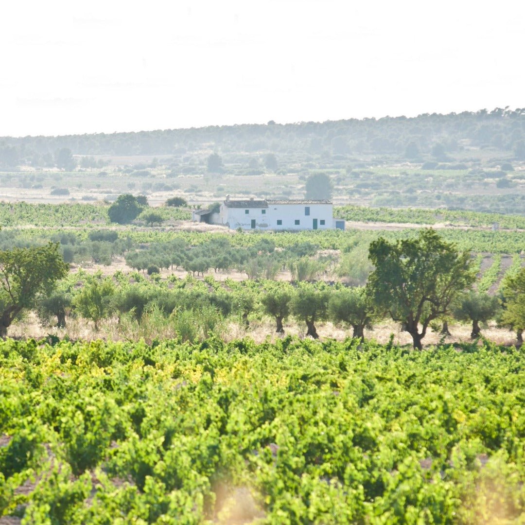 Familia Castano Hecula Organic Monastrell - Latitude Wine & Liquor Merchant