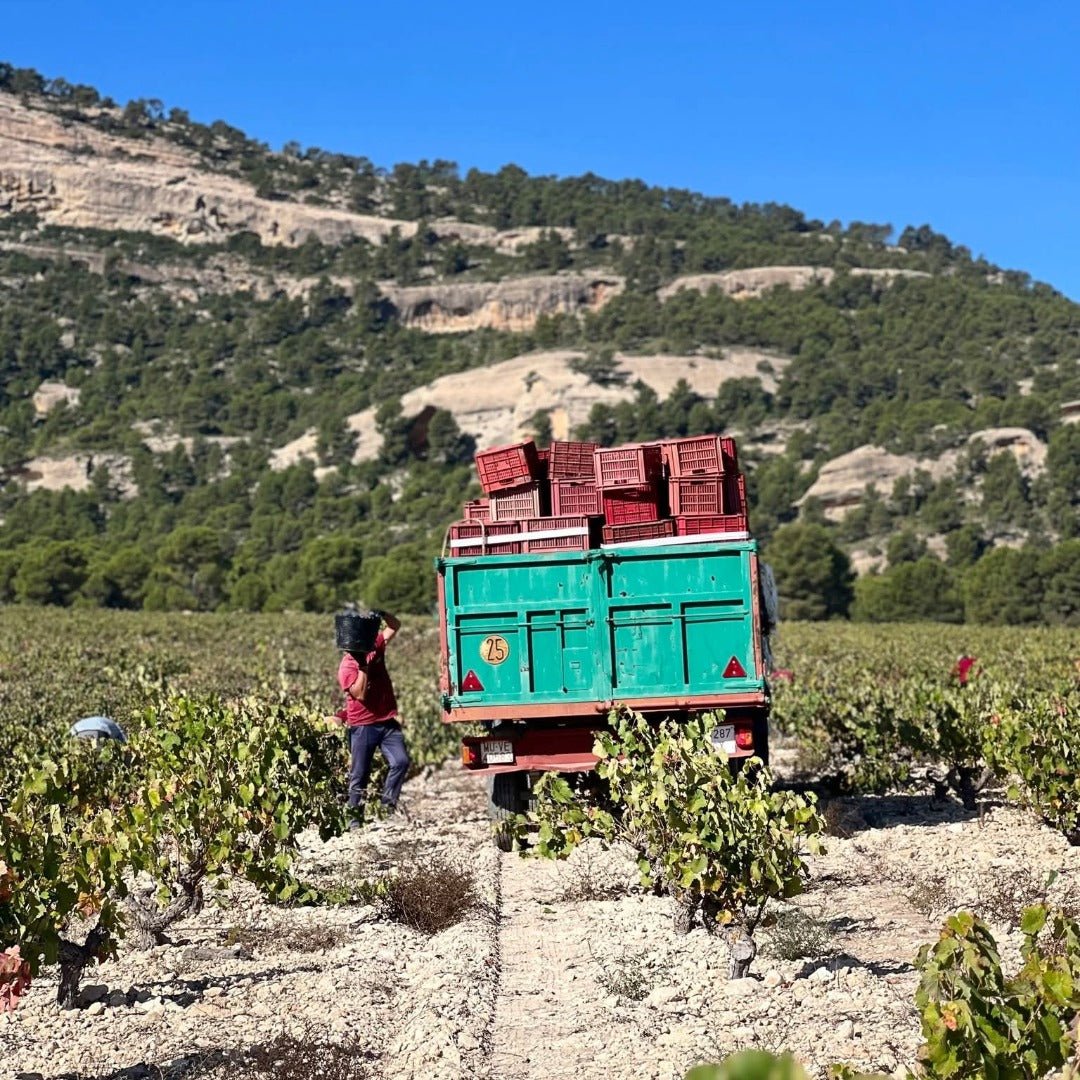 Familia Castano Hecula Organic Monastrell - Latitude Wine & Liquor Merchant