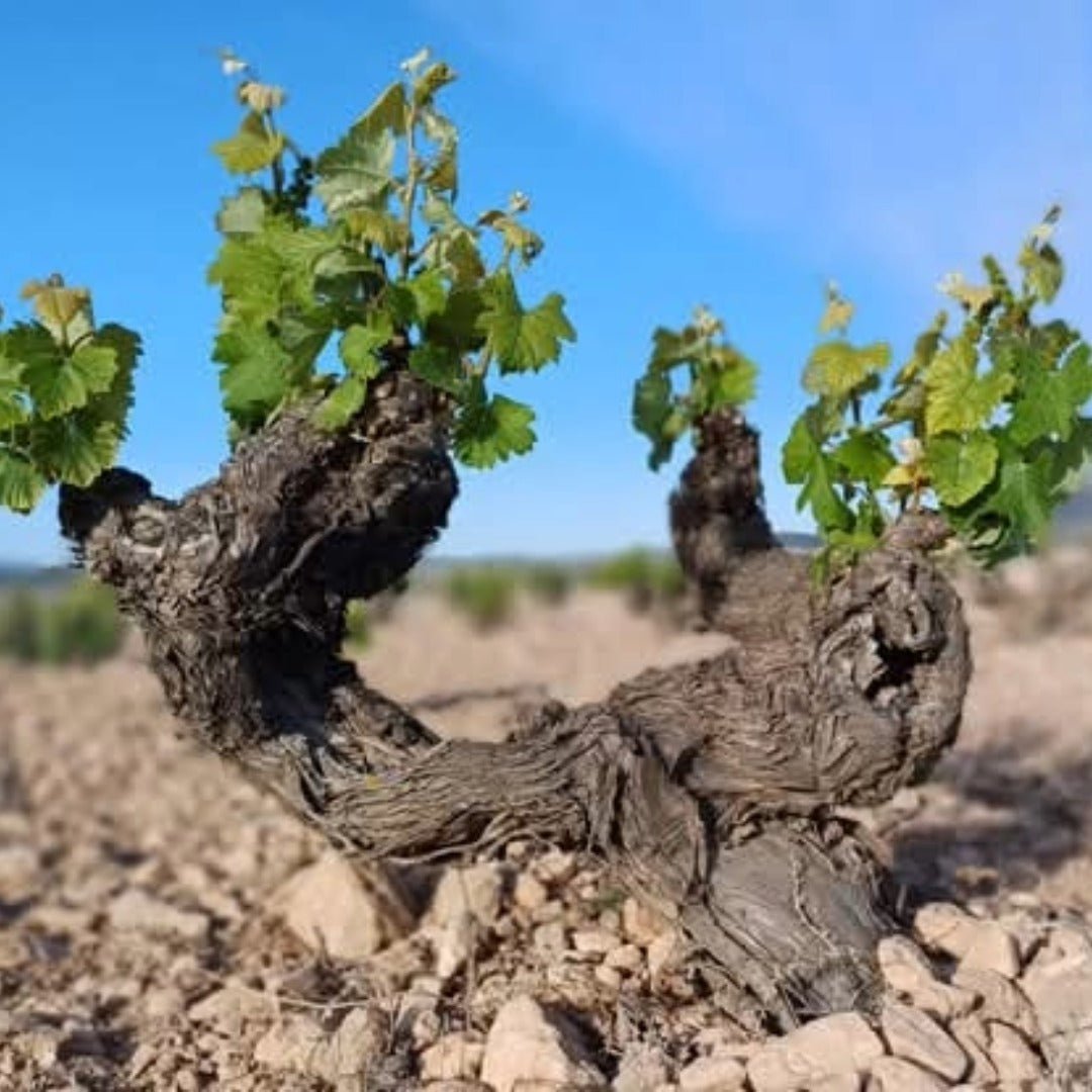 Familia Castano Hecula Organic Monastrell - Latitude Wine & Liquor Merchant