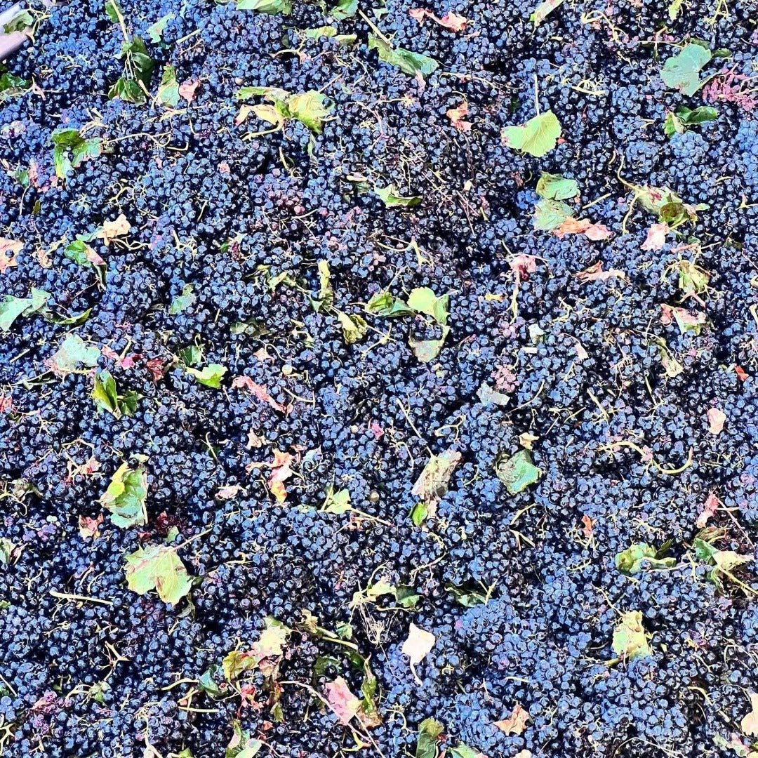 Familia Castano Hecula Organic Monastrell