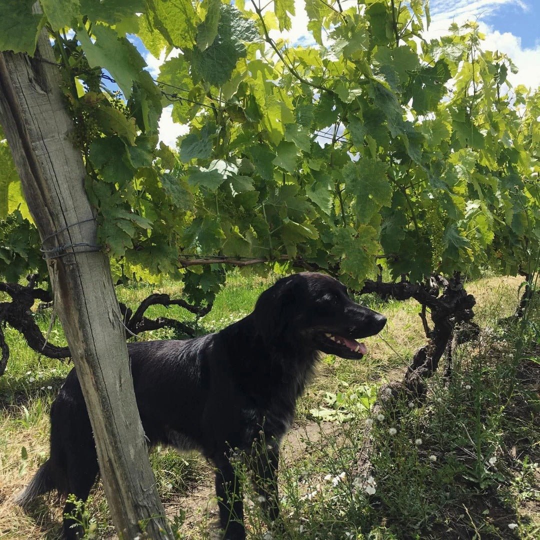 Fanny Fougerat Cedre Blanc Extra Old - Latitude Wine & Liquor Merchant