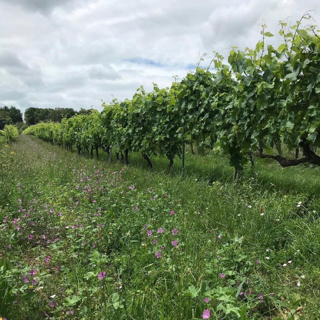 Fanny Fougerat Cedre Blanc Extra Old - Latitude Wine & Liquor Merchant