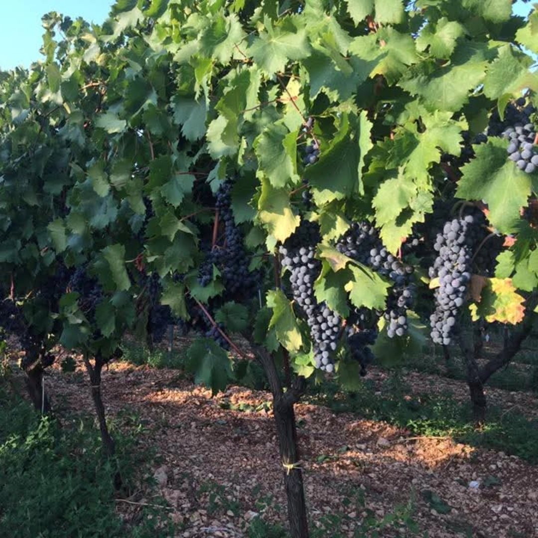 Fatalone Primitivo Riserva - Latitude Wine & Liquor Merchant