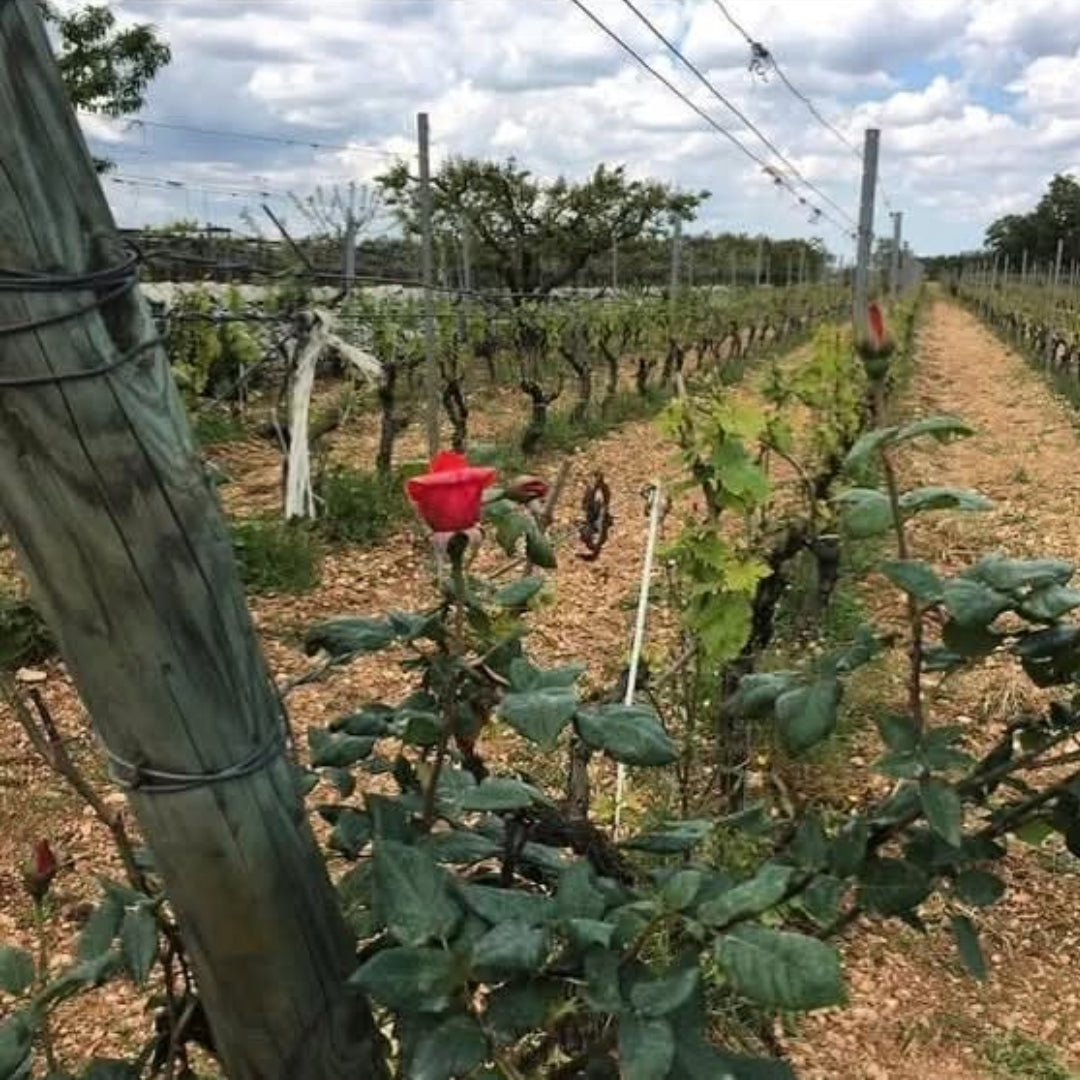 Fatalone Primitivo Riserva