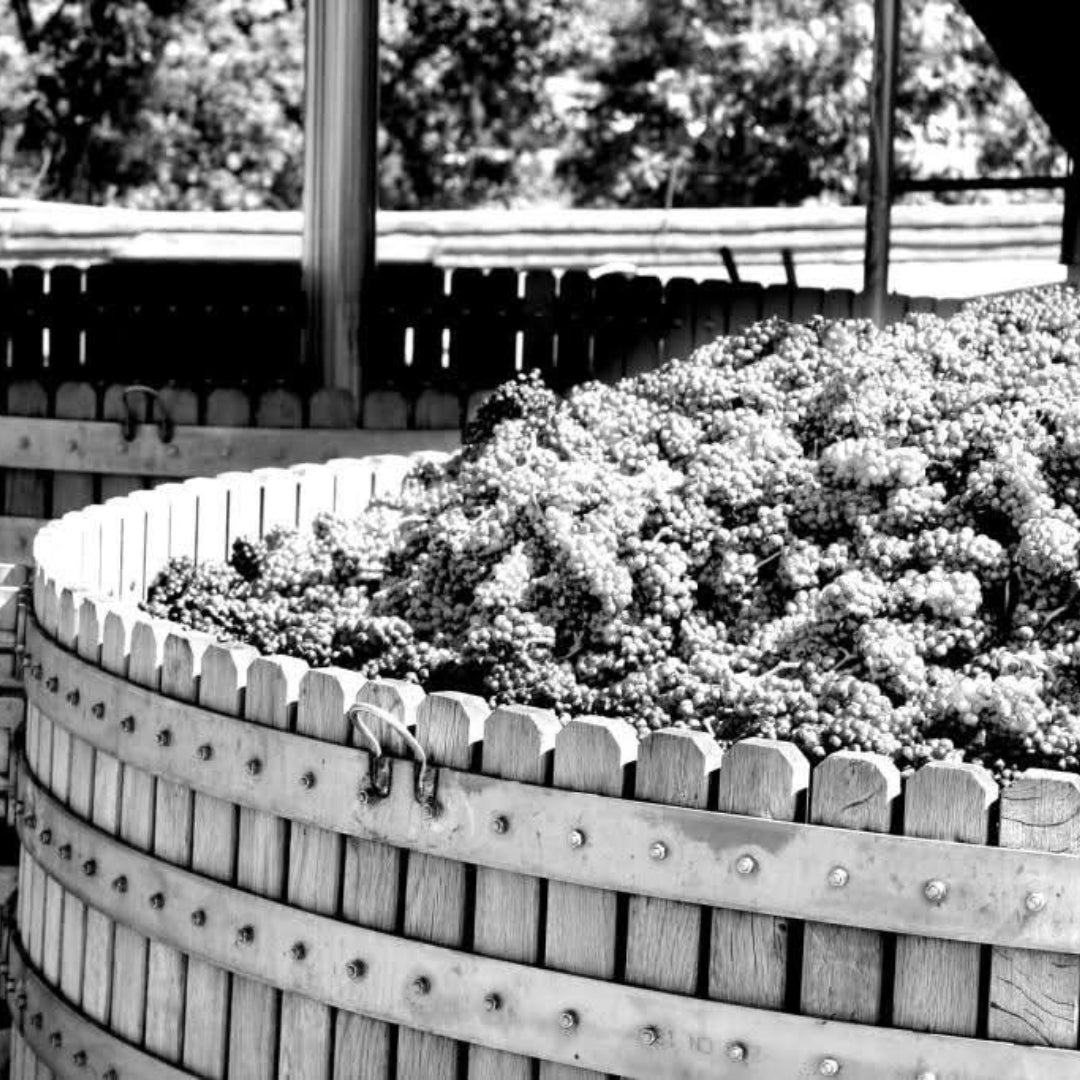 Ferghettina Franciacorta Brut - Latitude Wine & Liquor Merchant