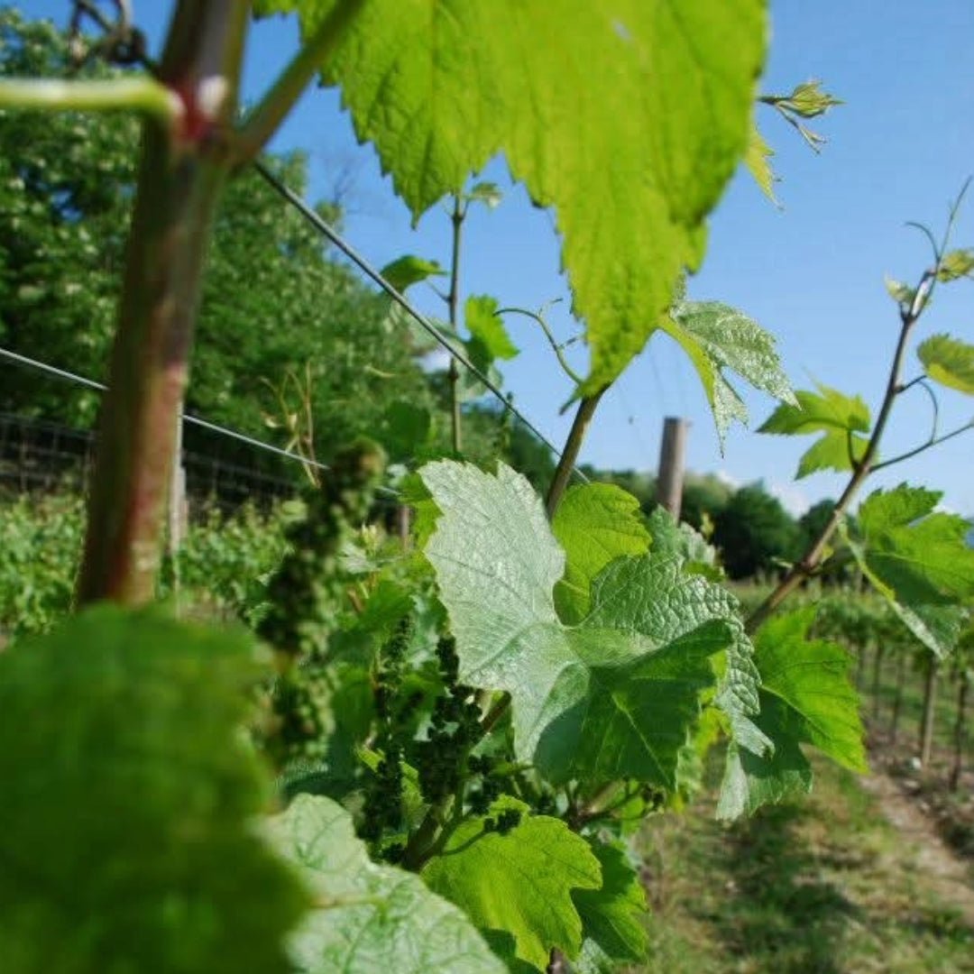 Ferghettina Franciacorta Brut - Latitude Wine & Liquor Merchant