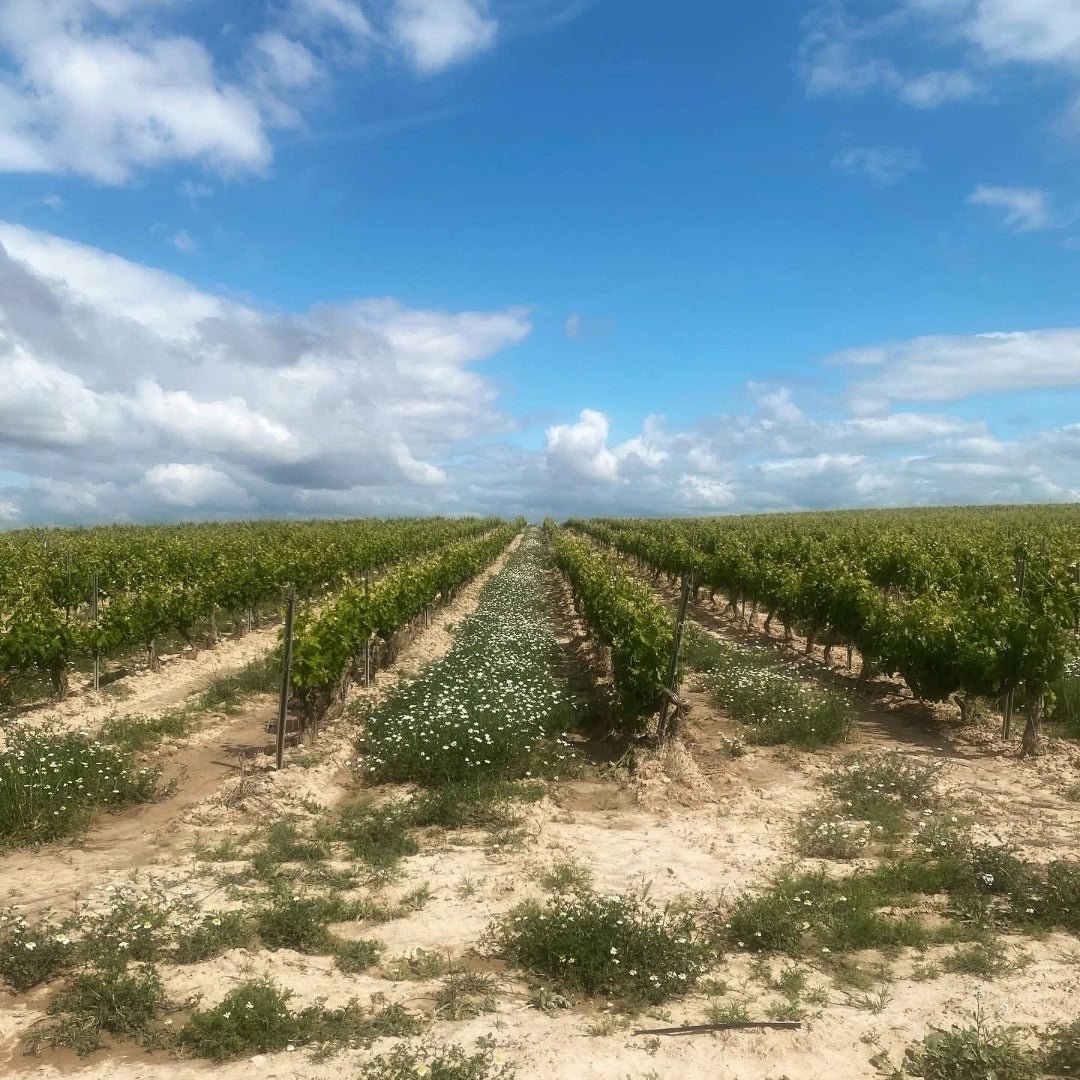 Finca Manzanos Graciano Rioja - Latitude Wine & Liquor Merchant