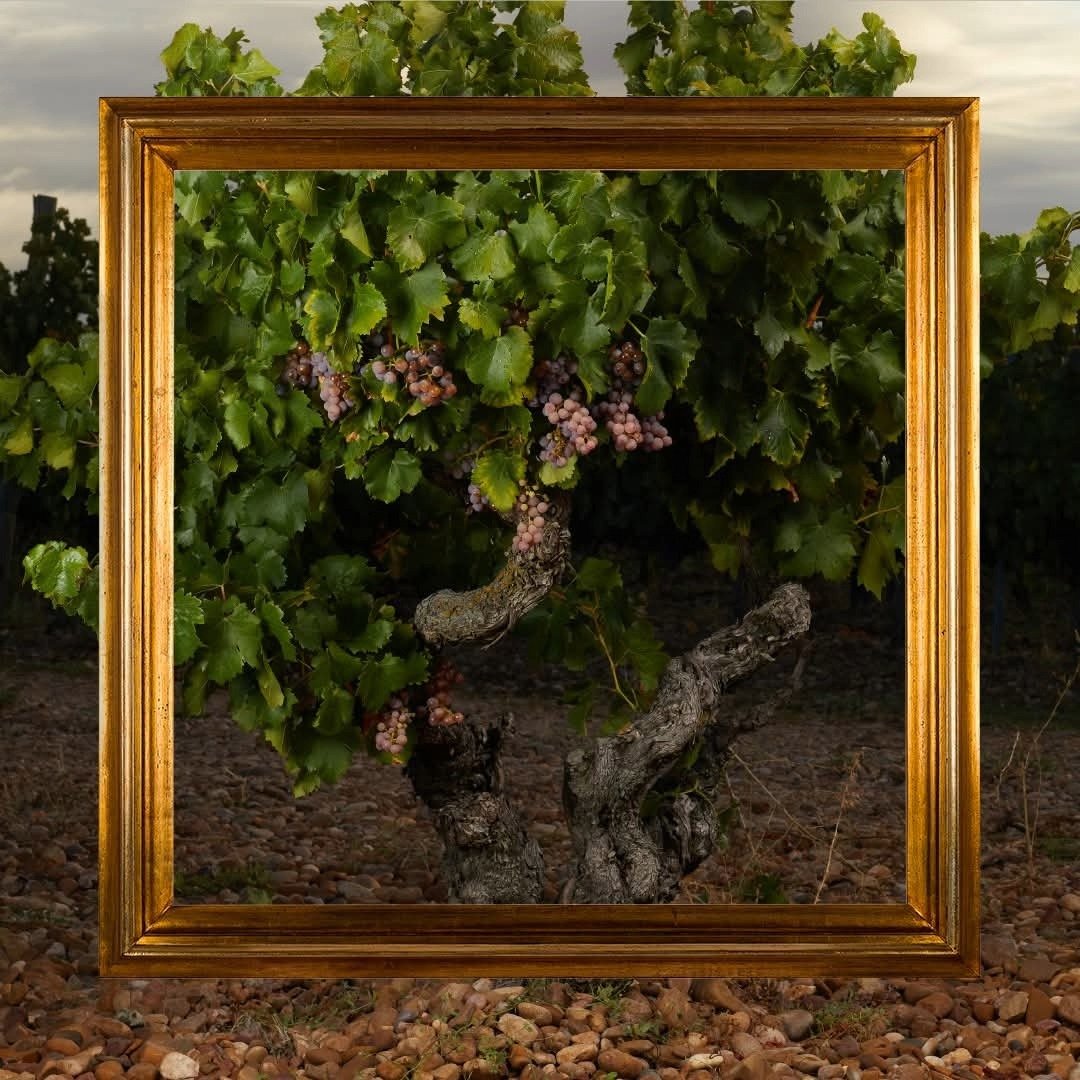 Finca Museum Cigales Rose - Latitude Wine & Liquor Merchant