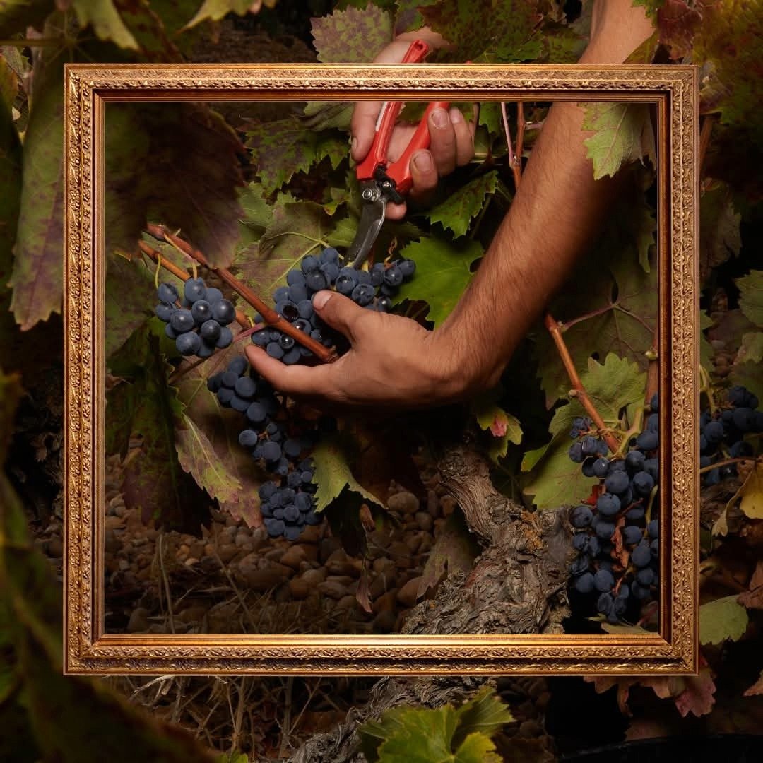 Finca Museum Cigales Rose - Latitude Wine & Liquor Merchant