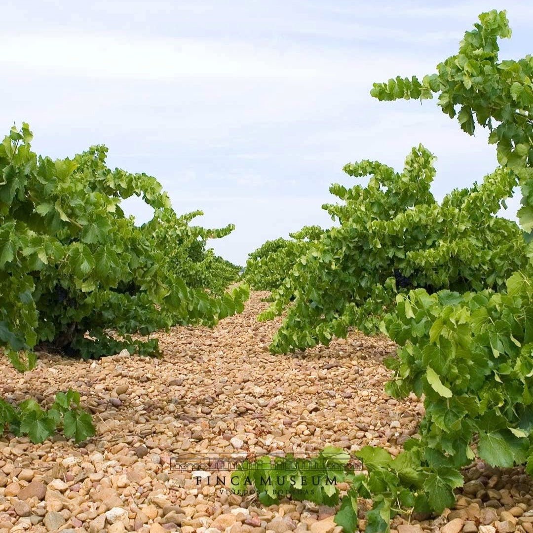 Finca Museum Cigales Rose - Latitude Wine & Liquor Merchant