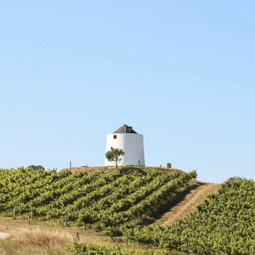 Flic Branco - Latitude Wine & Liquor Merchant