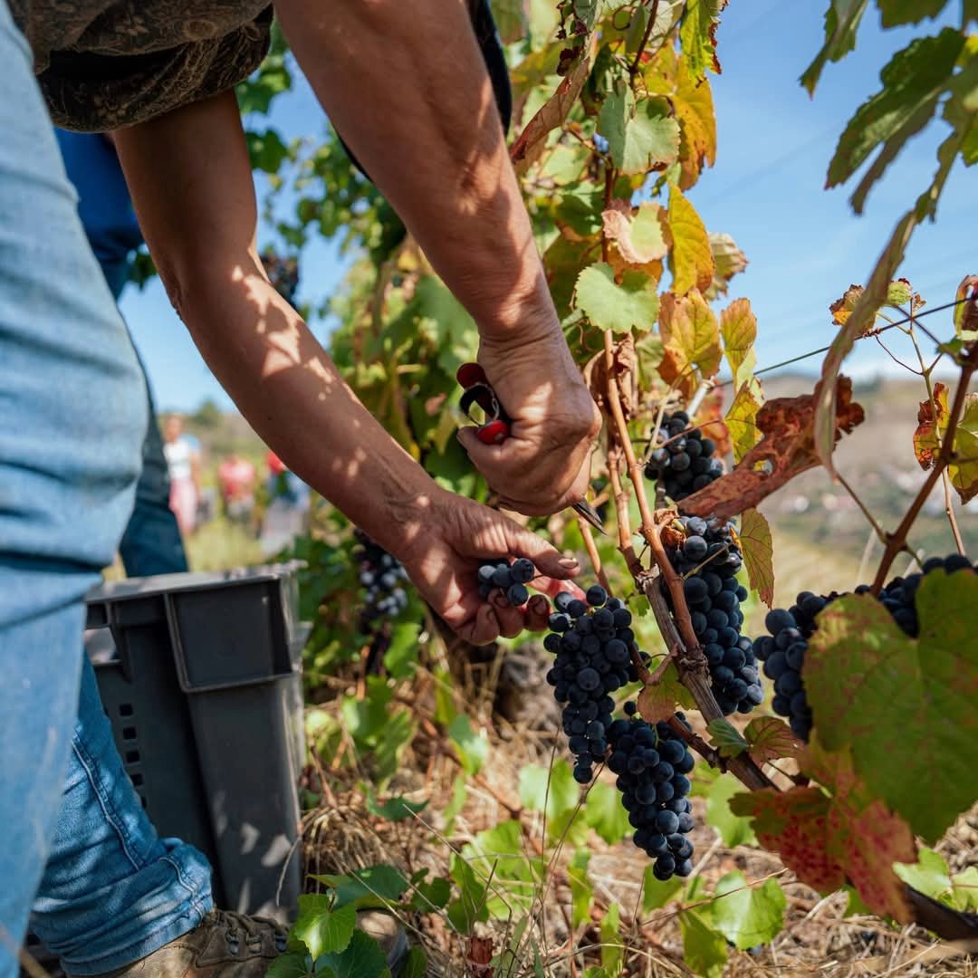 Fonseca 2016 Vintage - Latitude Wine & Liquor Merchant