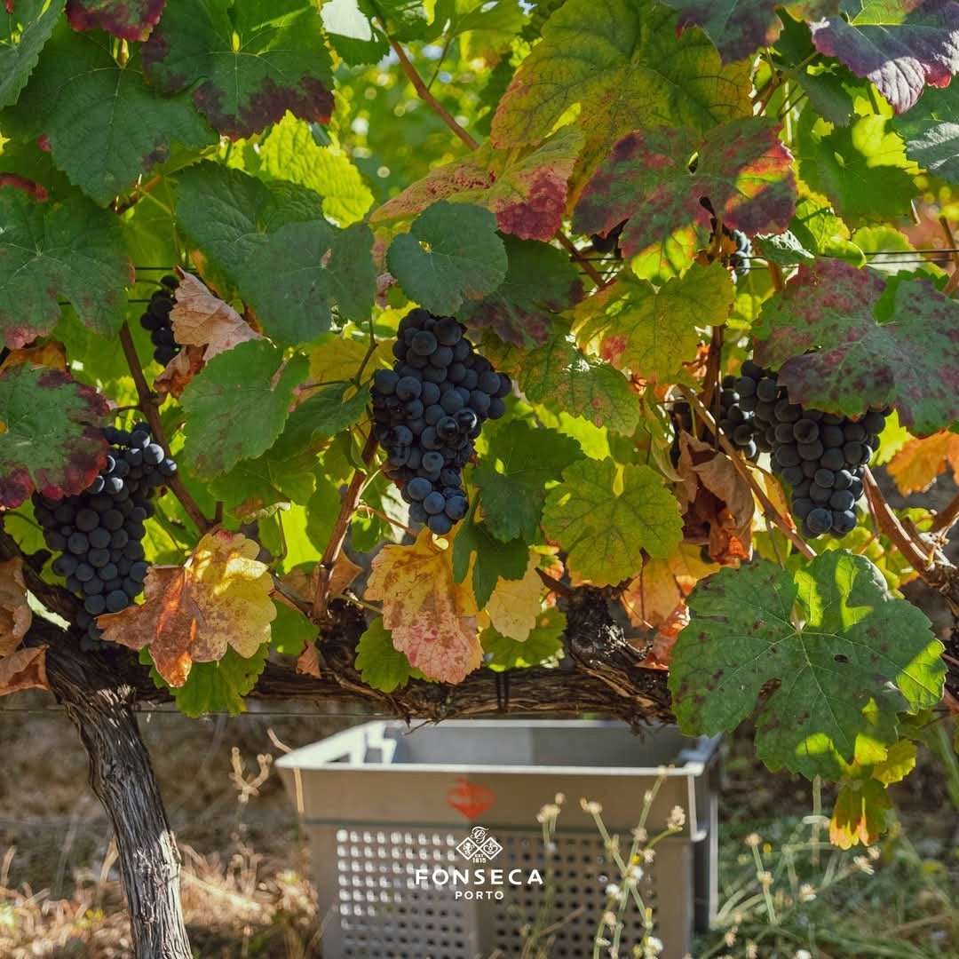 Fonseca 2016 Vintage - Latitude Wine & Liquor Merchant