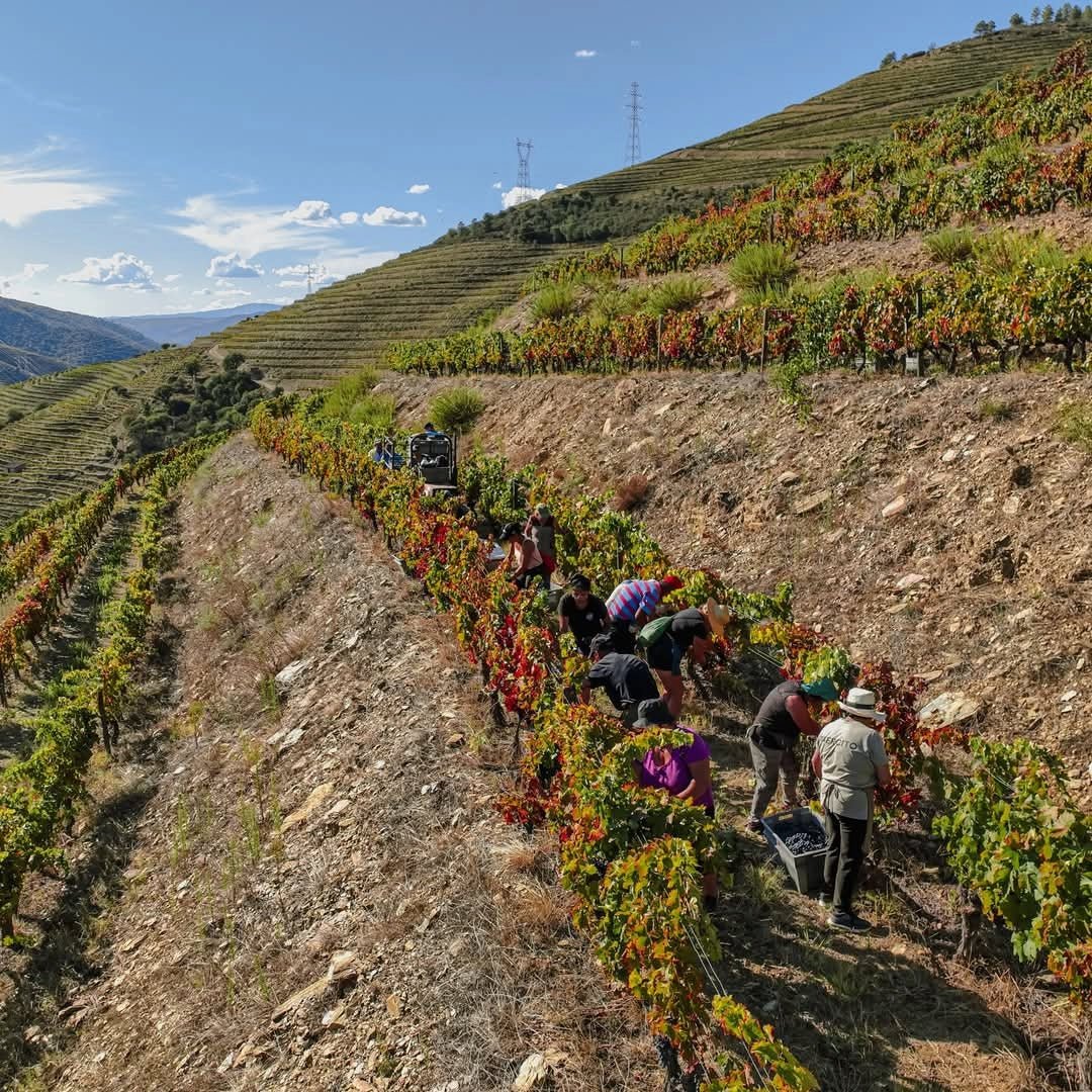 Fonseca 2016 Vintage - Latitude Wine & Liquor Merchant