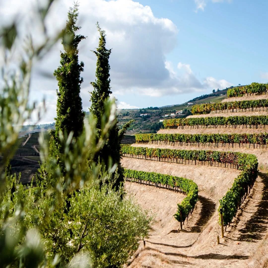 Fonseca 2016 Vintage - Latitude Wine & Liquor Merchant