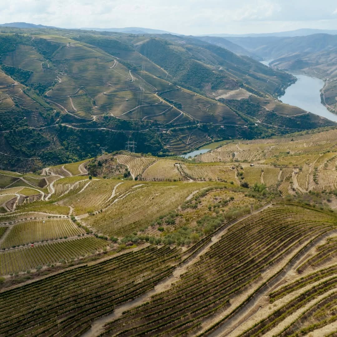 Fonseca 2016 Vintage - Latitude Wine & Liquor Merchant