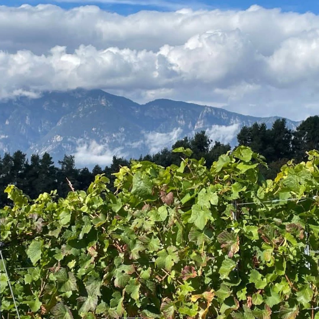 Franz Haas Pinot Nero - Latitude Wine & Liquor Merchant