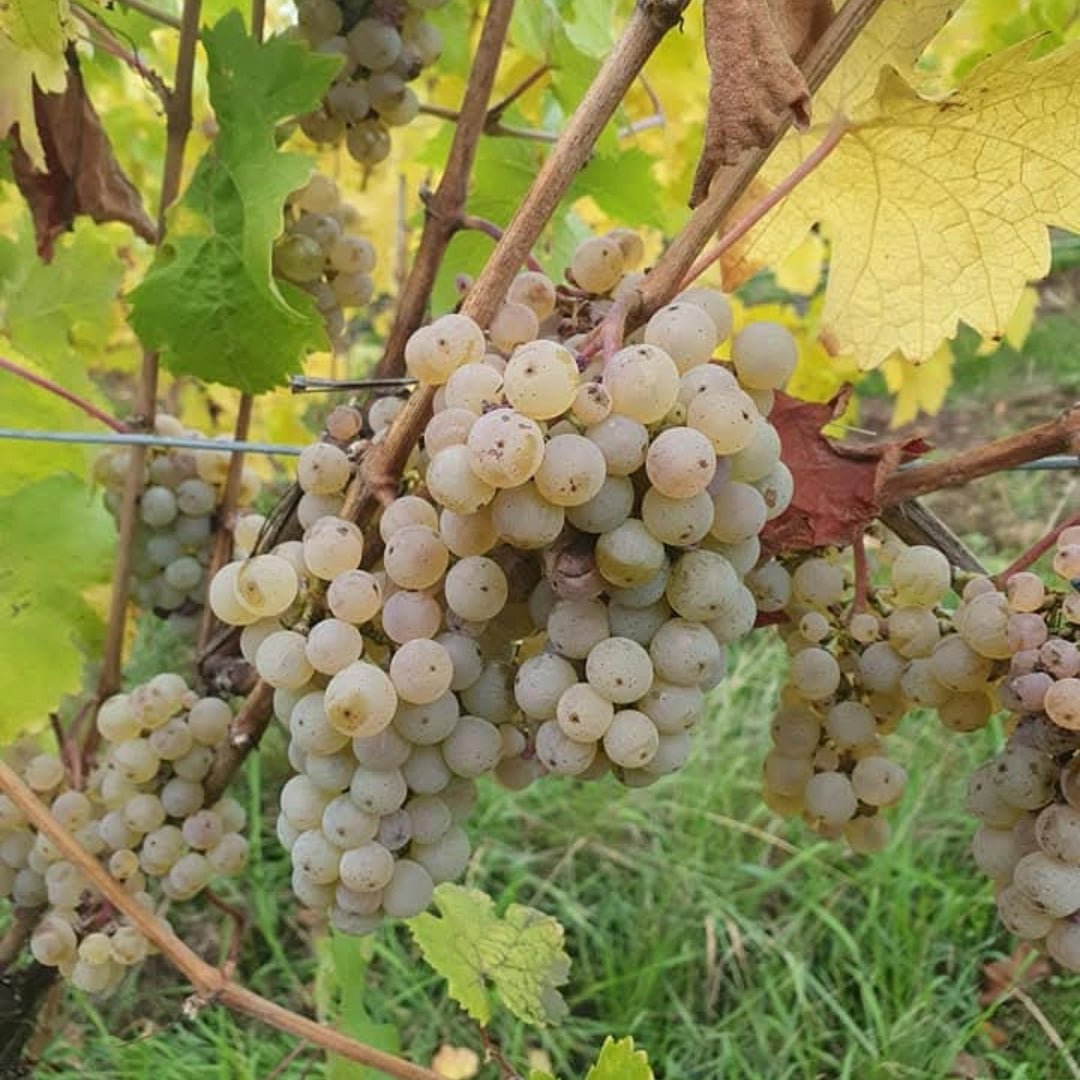 G. Metz Organic Riesling - Latitude Wine & Liquor Merchant