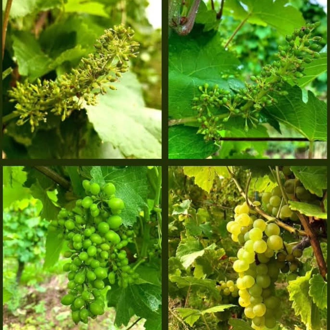 G. Metz Organic Riesling - Latitude Wine & Liquor Merchant