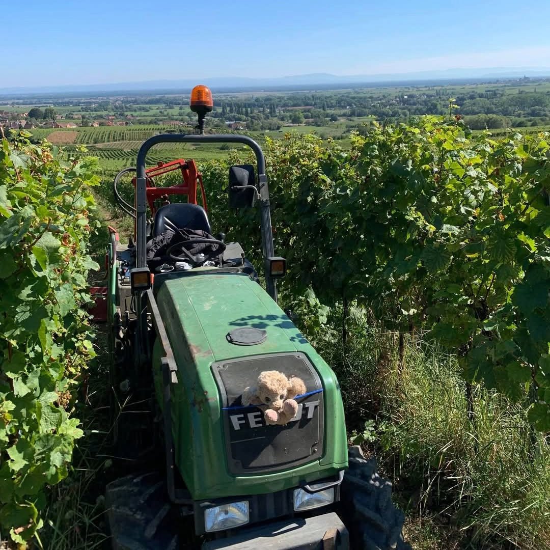 G. Metz Organic Riesling - Latitude Wine & Liquor Merchant