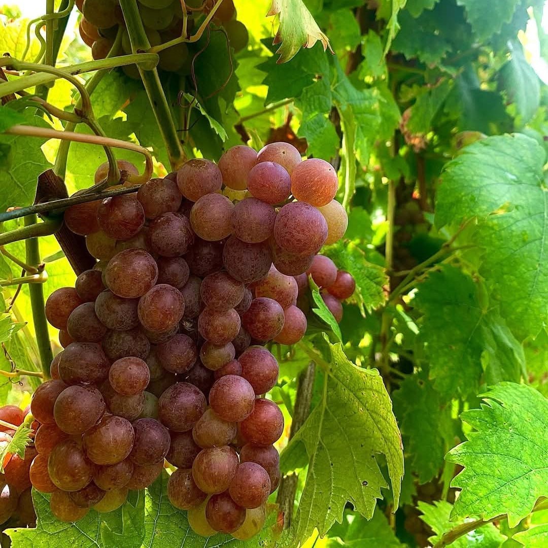 G. Metz Organic Riesling - Latitude Wine & Liquor Merchant