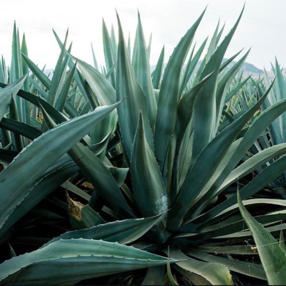 Gem & Bolt Mezcal Artesanal - Latitude Wine & Liquor Merchant