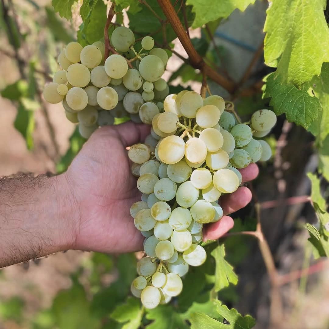 Gianni Masciarelli Montepulciano D'Abruzzo - Latitude Wine & Liquor Merchant