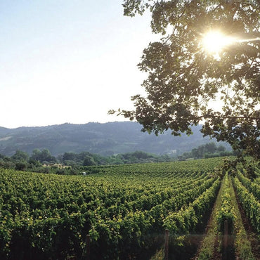 Gianni Masciarelli Montepulciano D'Abruzzo - Latitude Wine & Liquor Merchant