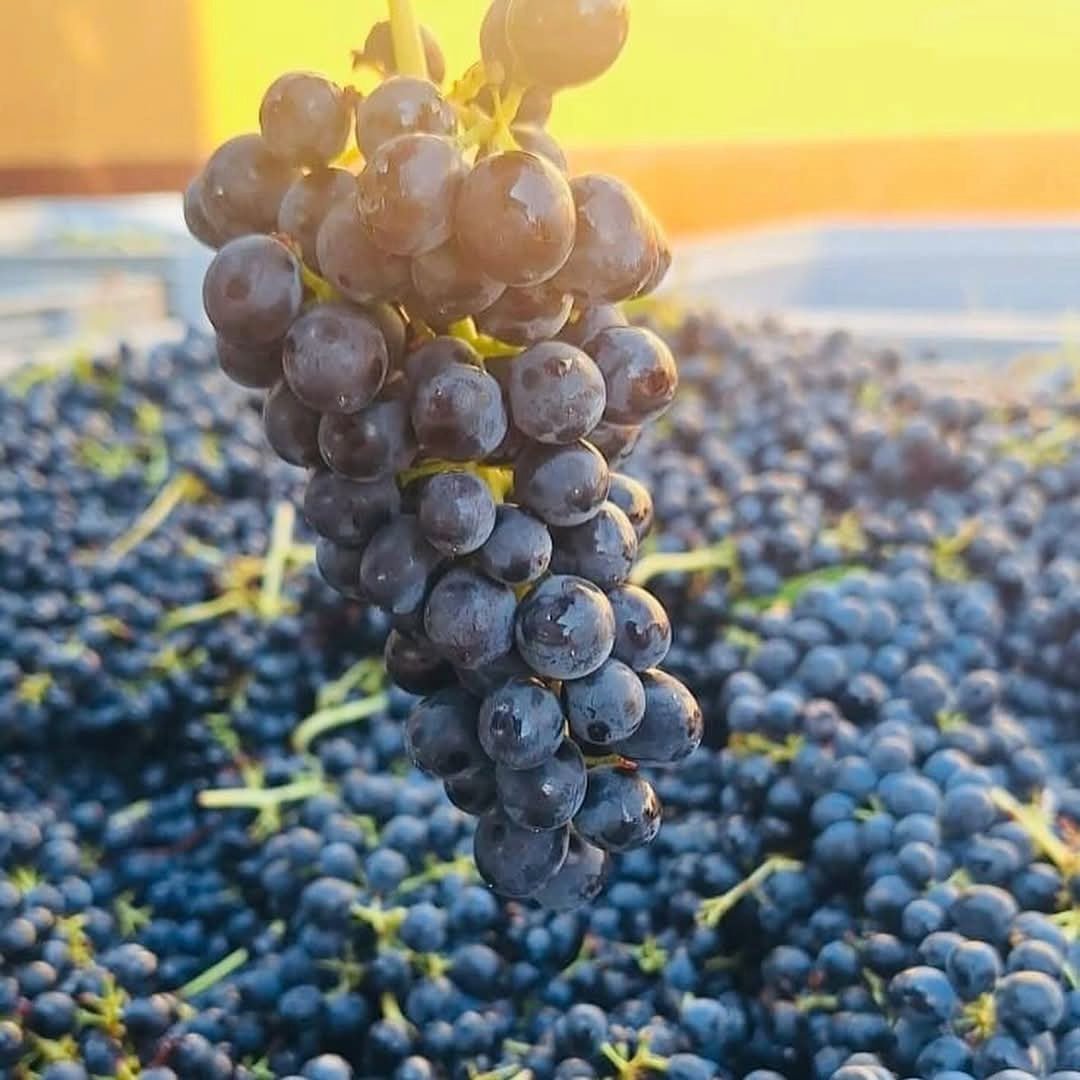 Gianni Masciarelli Montepulciano D'Abruzzo - Latitude Wine & Liquor Merchant