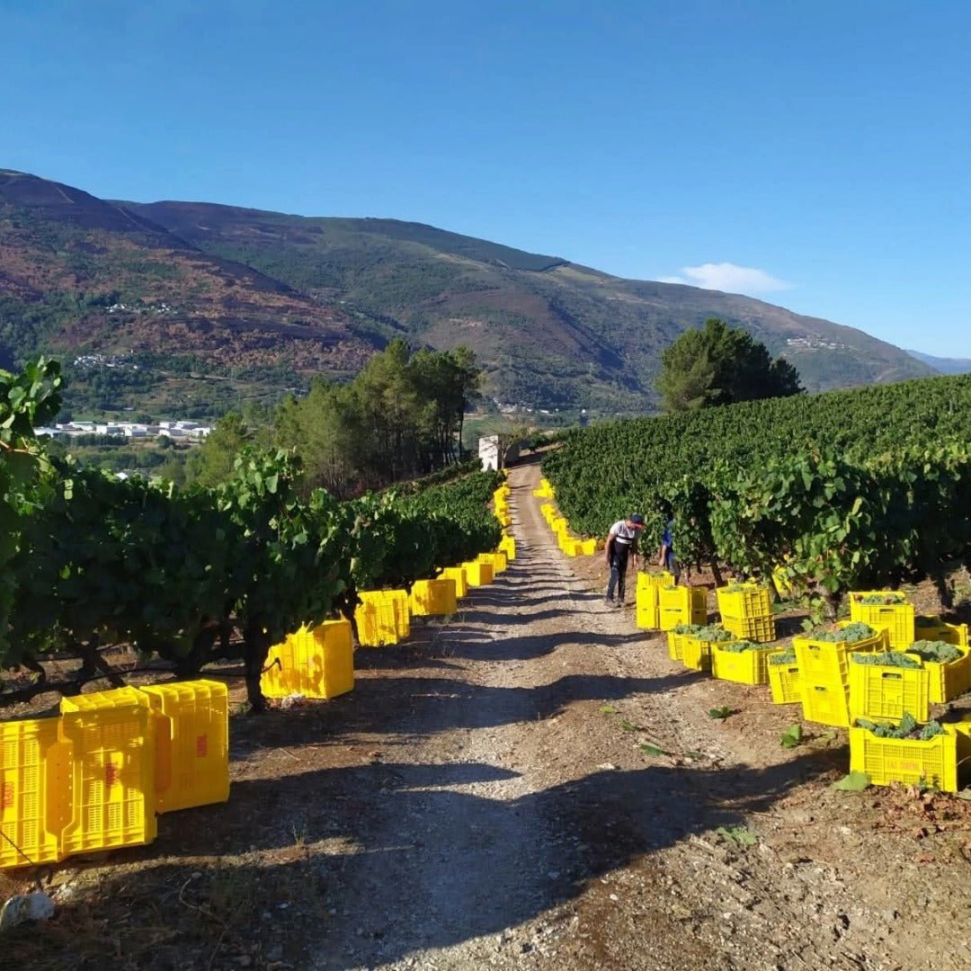 Godeval Godello Blanco - Latitude Wine & Liquor Merchant