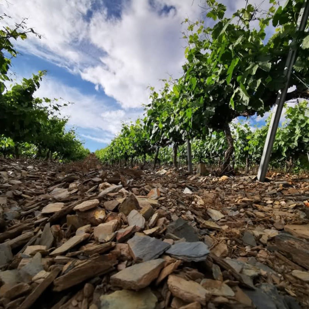 Godeval Godello Blanco - Latitude Wine & Liquor Merchant