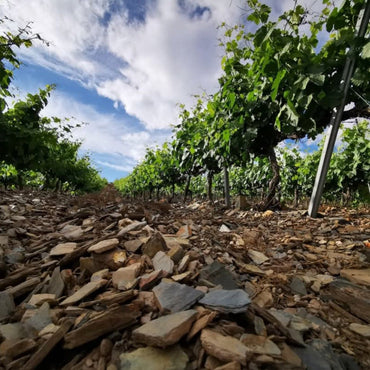 Godeval Godello Blanco - Latitude Wine & Liquor Merchant