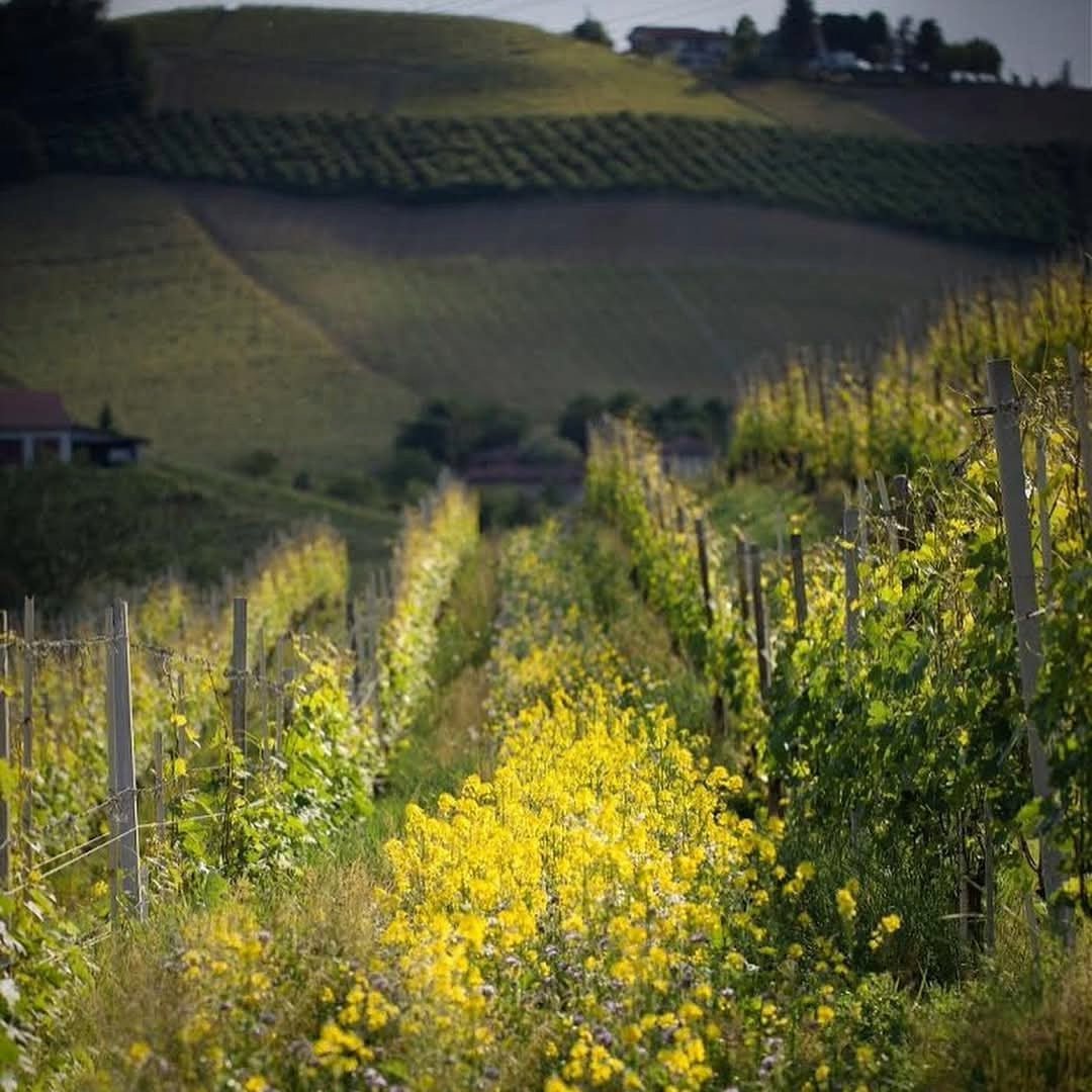Marchesi di Grésy Rosso Monferrato