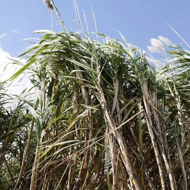 Havana Club Especiale - Latitude Wine & Liquor Merchant