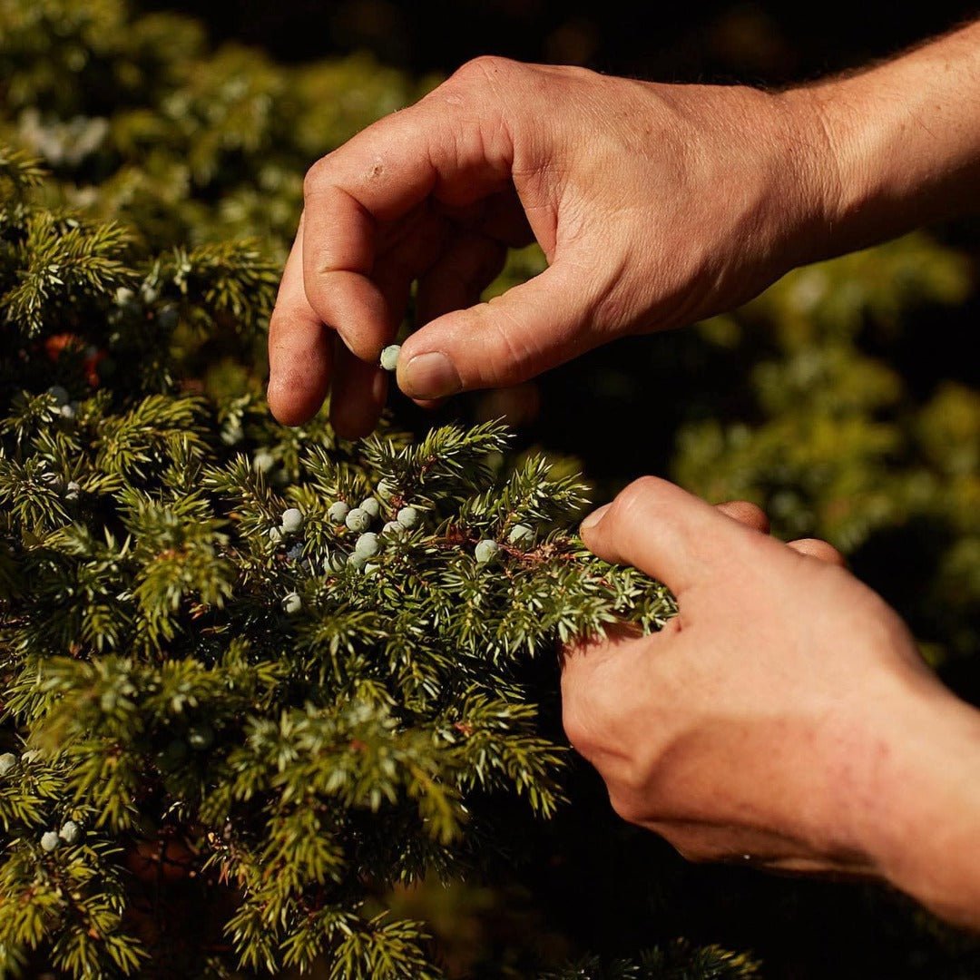 Hepple Sloe & Hawthorn Gin 50cl - Latitude Wine & Liquor Merchant