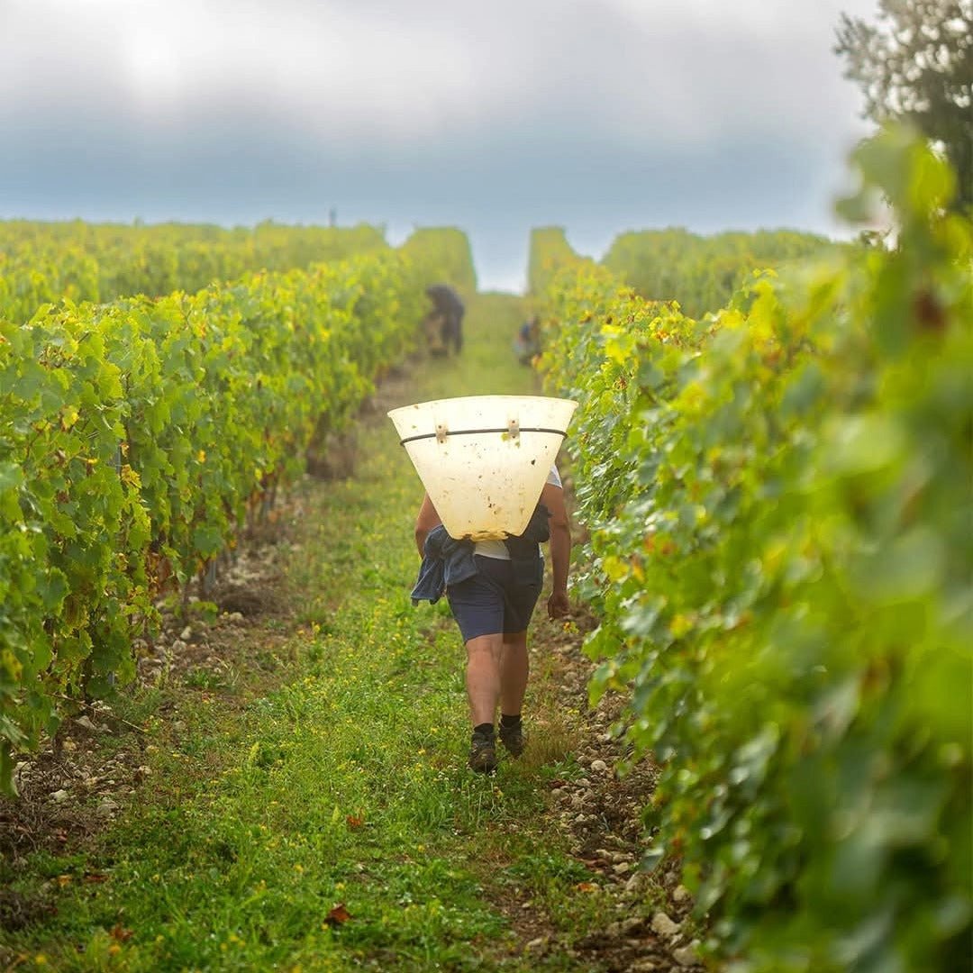 Hine Bonneuil 2006 - Latitude Wine & Liquor Merchant