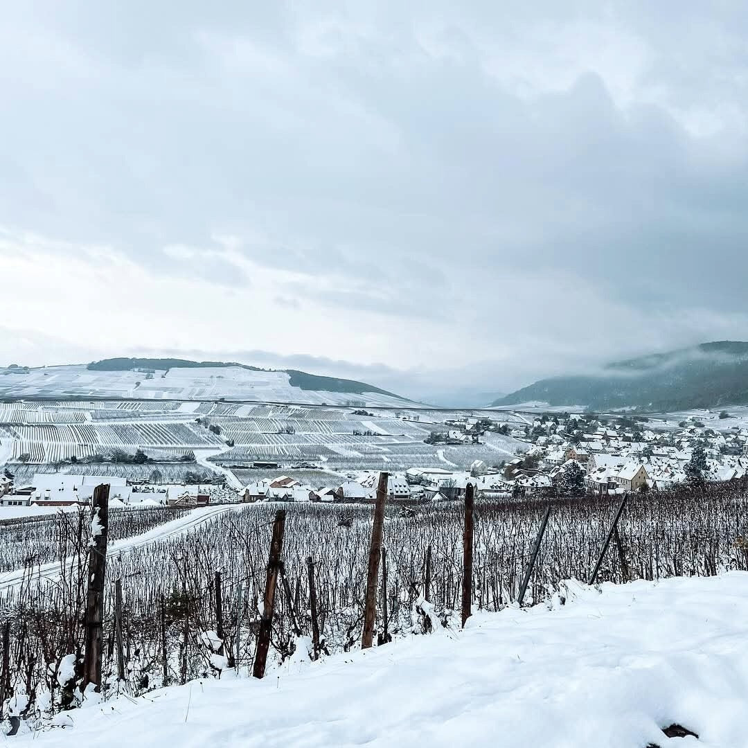 Hugel Gentil - Latitude Wine & Liquor Merchant