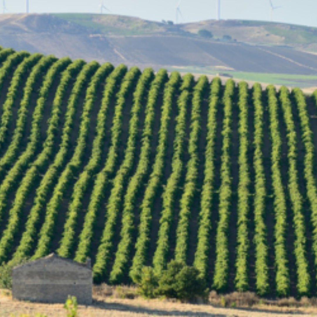 Il Folle Nero d'Avola - Latitude Wine & Liquor Merchant