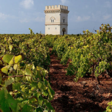 Il Folle Nero d'Avola - Latitude Wine & Liquor Merchant