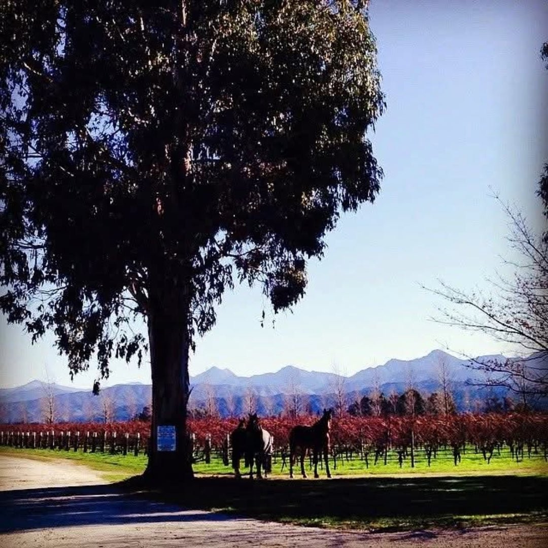 Isabel Estates Sauvignon Blanc - Latitude Wine & Liquor Merchant
