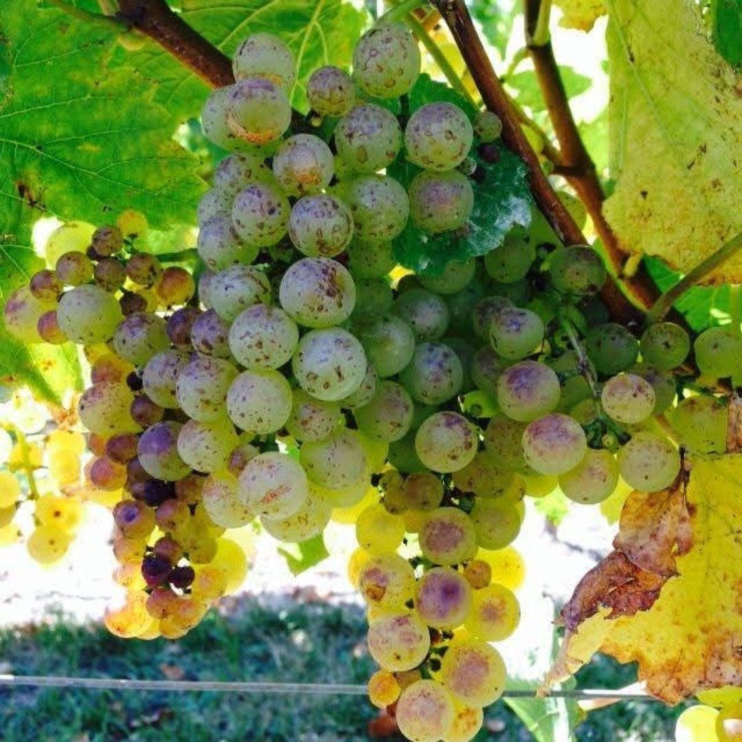 Isabel Estates Sauvignon Blanc - Latitude Wine & Liquor Merchant