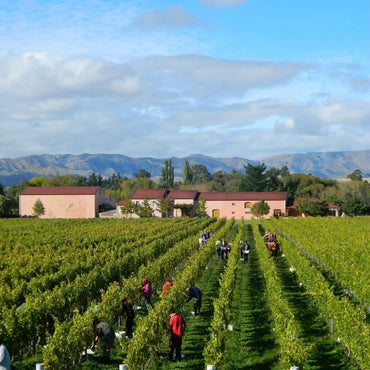 Isabel Estates Sauvignon Blanc - Latitude Wine & Liquor Merchant