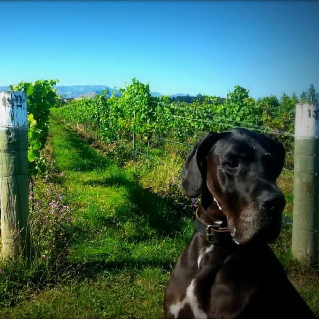 Isabel Estates Sauvignon Blanc - Latitude Wine & Liquor Merchant