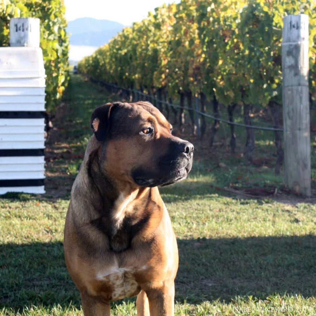 Isabel Estates Sauvignon Blanc - Latitude Wine & Liquor Merchant