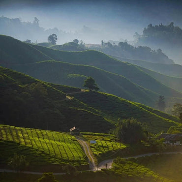 Jindea Single Estate Tea Gin - Latitude Wine & Liquor Merchant