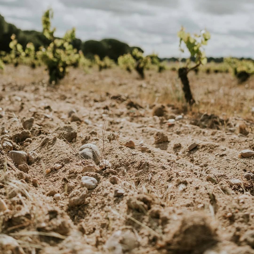Jose Pariente Rueda Verdejo - Latitude Wine & Liquor Merchant