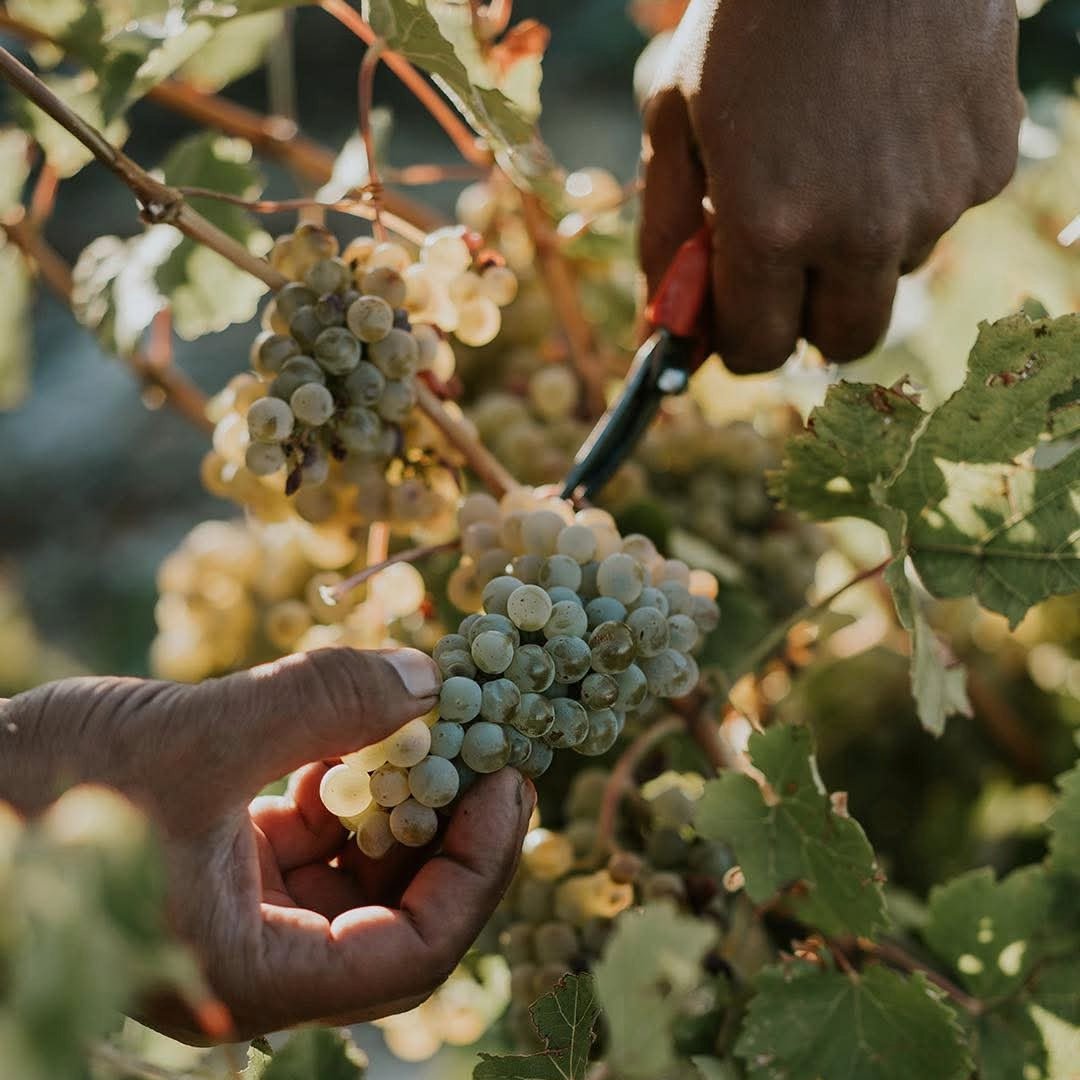 Jose Pariente Rueda Verdejo - Latitude Wine & Liquor Merchant